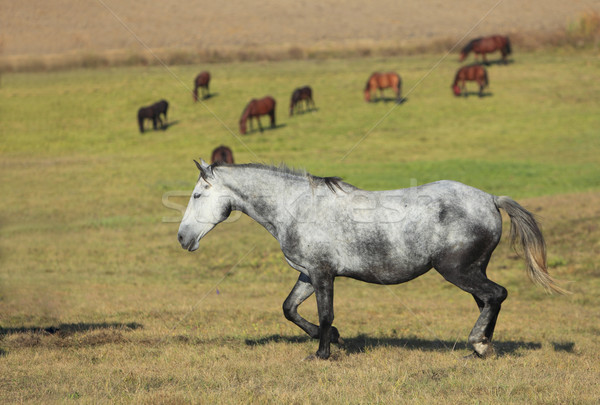 Herd of horses Stock photo © RazvanPhotography