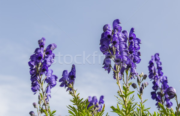 Mare flori salbatice imagine violet Imagine de stoc © RazvanPhotography