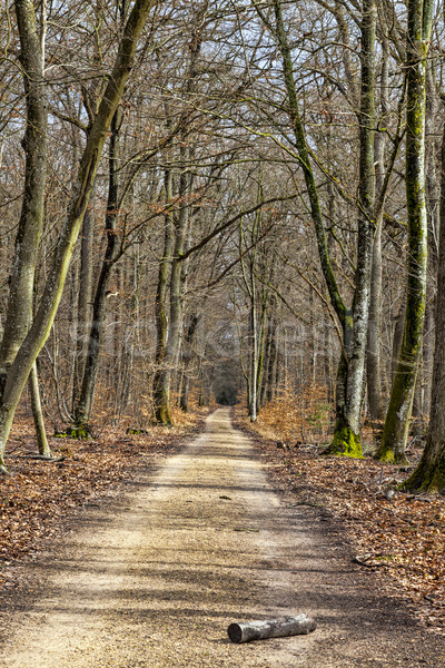 Footpath in a Forest Stock photo © RazvanPhotography
