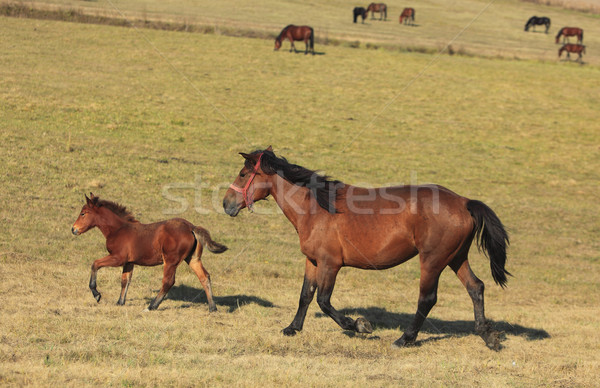 Horses trotting Stock photo © RazvanPhotography