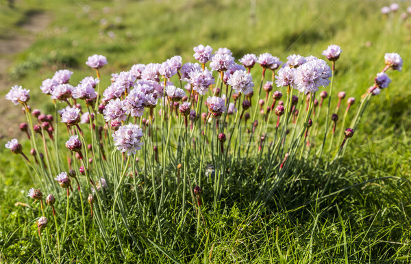 Armeria Maritima  Stock photo © RazvanPhotography