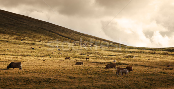 Herd of cattle at sunset Stock photo © RazvanPhotography
