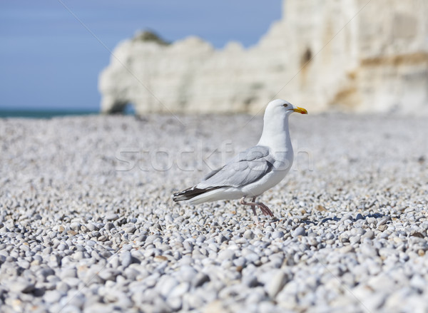 Foto stock: Gaviota · playa · normandía · norte