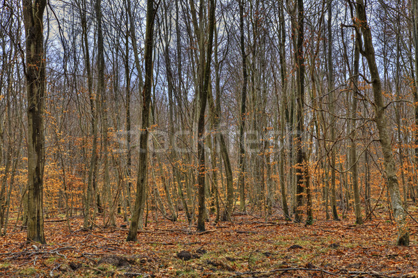 Lasu jesienią piękna kolorowy późno liści Zdjęcia stock © RazvanPhotography