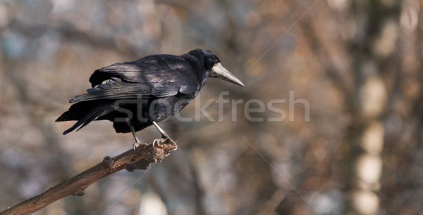 Kraai shot takje bos natuur zwarte Stockfoto © RazvanPhotography