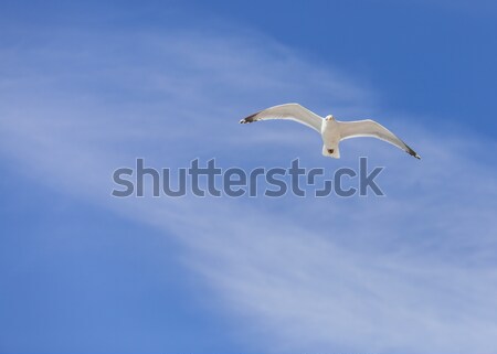 Zeemeeuw vliegen bewolkt hemel exemplaar ruimte natuur Stockfoto © RazvanPhotography