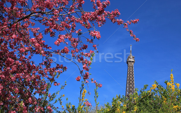 Parisian Spring Stock photo © RazvanPhotography