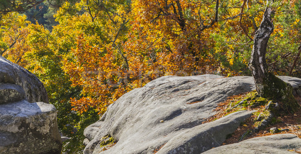 Autumn Scene in Fontainebleau Forest Stock photo © RazvanPhotography
