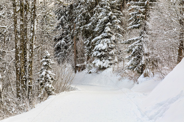 Winter Footpath Stock photo © RazvanPhotography