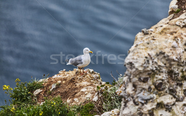 The European Herring Gull on the Etretat Cliffs Stock photo © RazvanPhotography