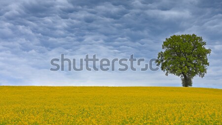 Eenzaamheid eenzaam groene boom veld stormachtig hemel Stockfoto © RazvanPhotography