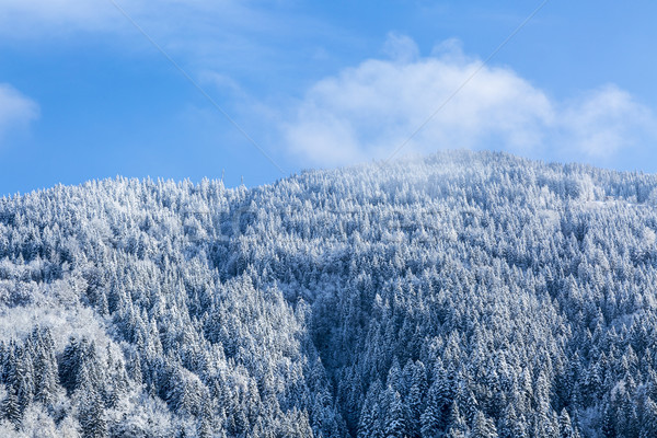 Congelato foresta dettaglio immagine blu nuvoloso Foto d'archivio © RazvanPhotography