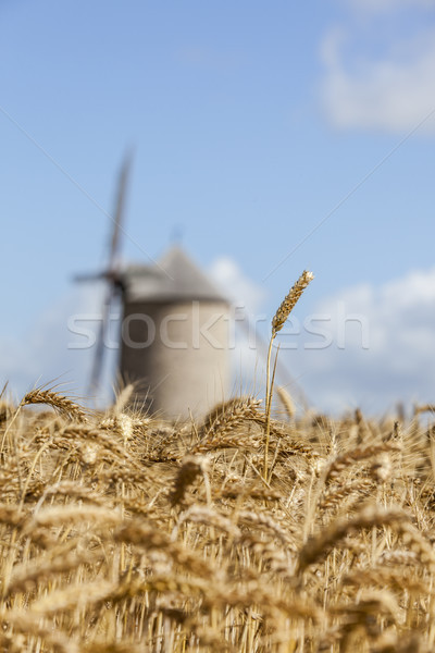 Filed of Cereals Stock photo © RazvanPhotography
