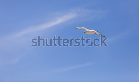 Zeemeeuw vliegen bewolkt hemel exemplaar ruimte natuur Stockfoto © RazvanPhotography