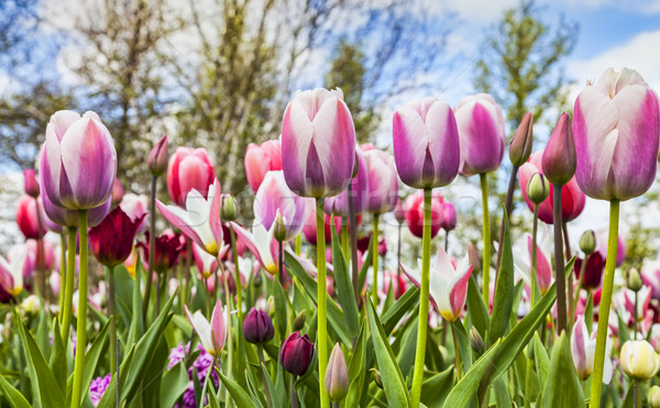 Foto stock: Dentro · tulipas · campo · imagem · primavera