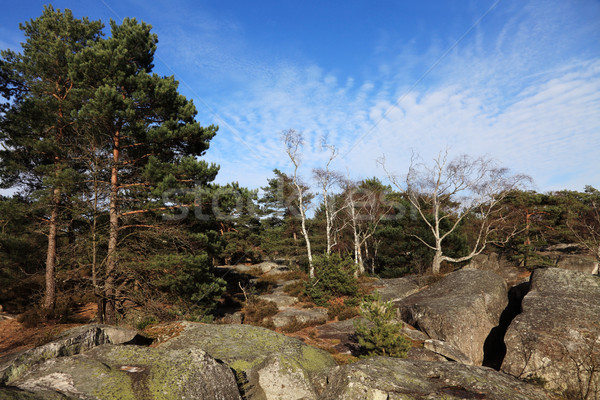 Bos landschap vroeg frans natuurlijke park Stockfoto © RazvanPhotography