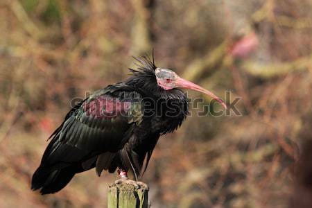 Northern bald ibis Stock photo © RazvanPhotography