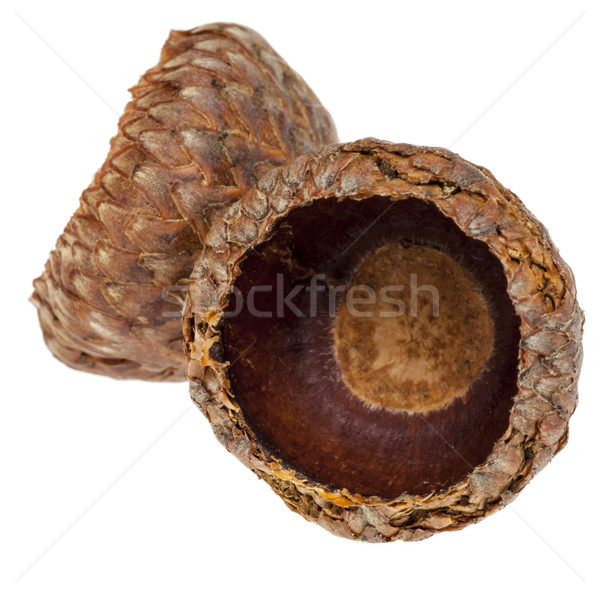 Twin Acorn Cupules Stock photo © RazvanPhotography