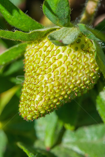 Foto stock: Orgânico · morango · primavera · comida · natureza · jardim