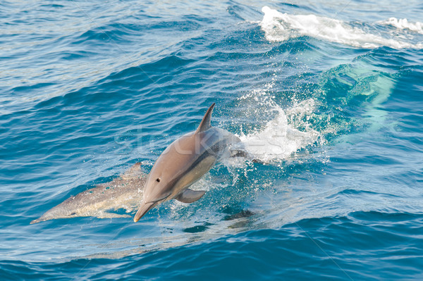 Foto stock: Golfinhos · saltando · água · sorrir · amor · peixe