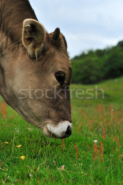 Vache vert été prairie floue ciel Photo stock © razvanphotos