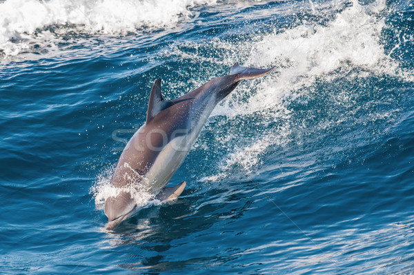 Stock photo: Dolphin jumping out of the water