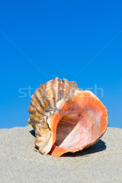 Shell sable plage nature mer fond Photo stock © razvanphotos
