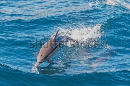 Delphin springen heraus Wasser blau Geschwindigkeit Stock foto © razvanphotos