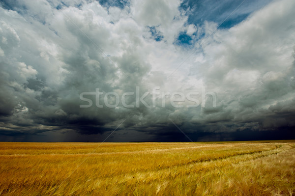Stock photo: Storm dark clouds over field