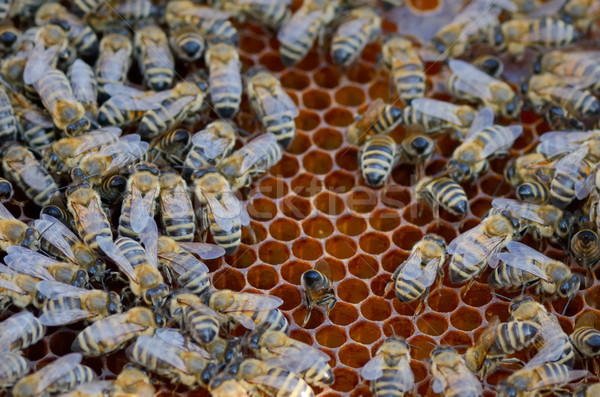 Bees take care of the larvae - their new generation Stock photo © razvanphotos