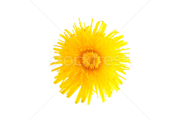 Dandelion flower Stock photo © rbiedermann