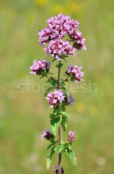 Foto stock: Orégano · médico · natureza · branco · erva