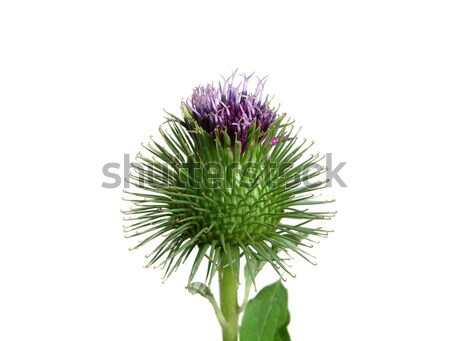 Spiny thistle flower isolated on white background Stock photo © rbiedermann