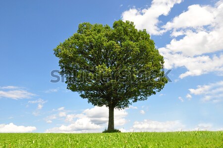 Landscape scenery with solitary tree Stock photo © rbiedermann