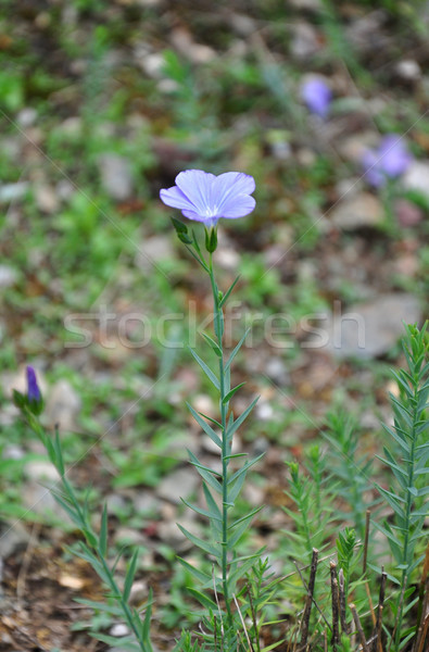 Blue flax (Linum narbonense) Stock photo © rbiedermann