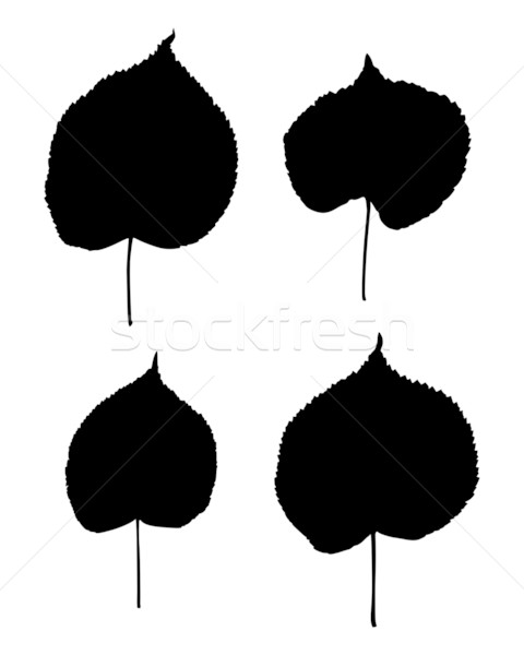 Lime leaves Stock photo © rbiedermann