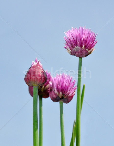 Stock photo: Onion flowers