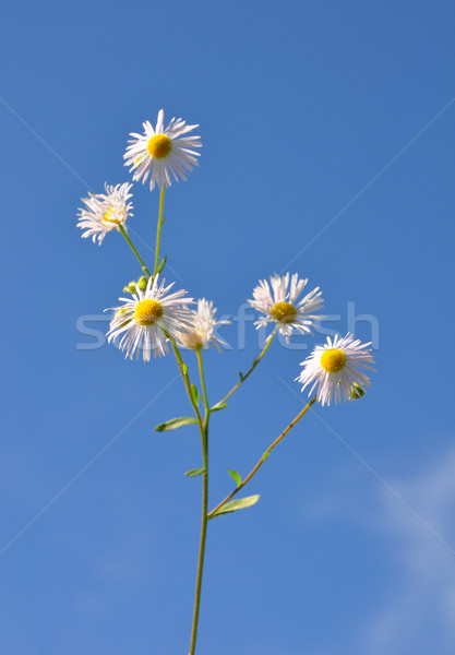 Foto stock: Anual · cielo · blanco · florecer