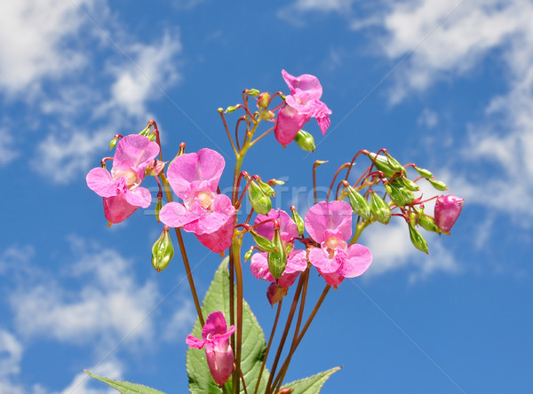 Himalayan balsam (Impatiens glandulifera) Stock photo © rbiedermann