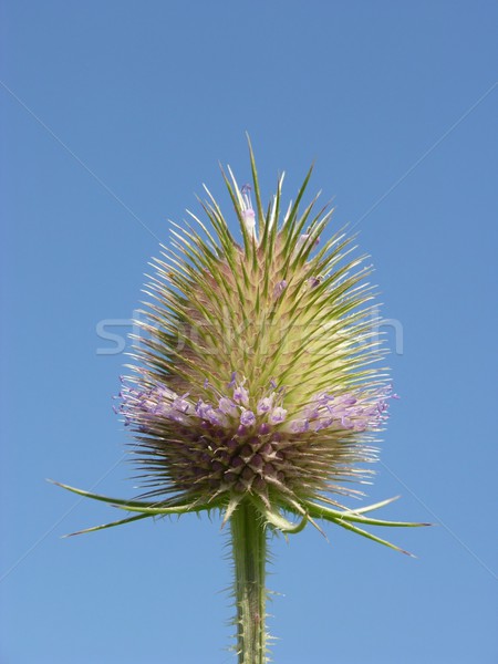 Thistle flower before blue sky Stock photo © rbiedermann