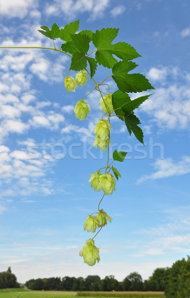 Hop (Humulus lupulus) Stock photo © rbiedermann