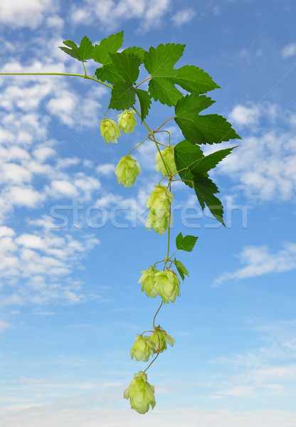 Stock photo: Hop (Humulus lupulus)