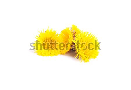 Stock photo: Flowers of coltsfoot