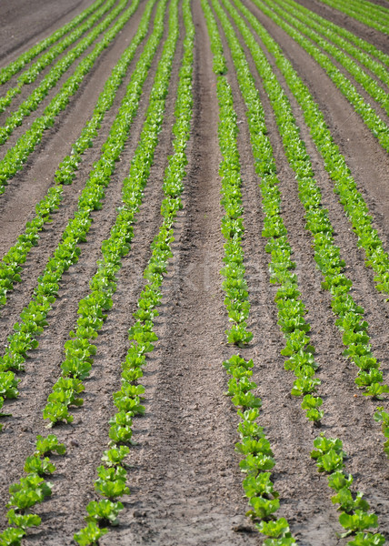 Сток-фото: салата · области · пейзаж · завода · почвы · сельский