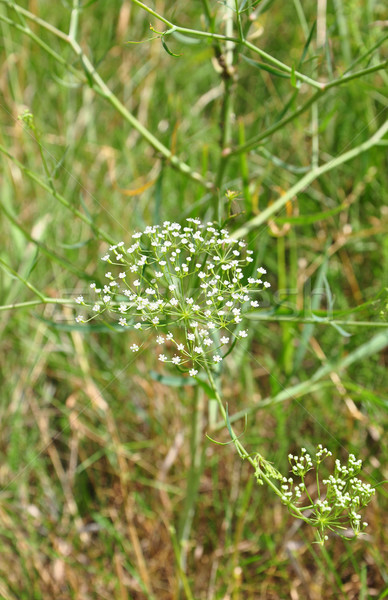 Sickleweed (Falcaria vulgaris) Stock photo © rbiedermann