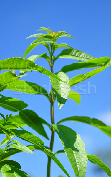 Sweetleaf (Stevia rebaudiana) Stock photo © rbiedermann