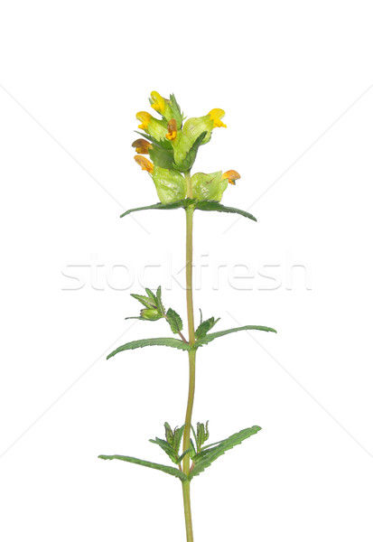 Yellow rattle (Rhinanthus minor) Stock photo © rbiedermann