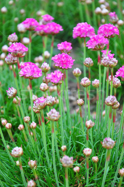 Thrift (Armeria maritima) Stock photo © rbiedermann