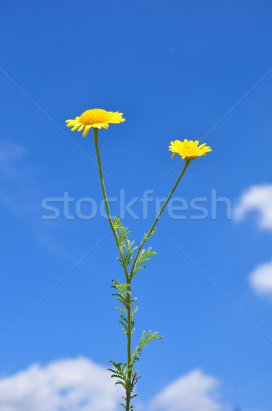 Amarelo camomila céu médico natureza erva Foto stock © rbiedermann