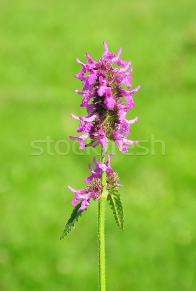 Purple betony (Betonica officinalis) Stock photo © rbiedermann